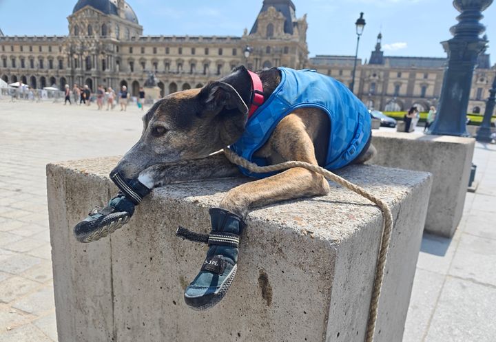Dexter the dog wearing protective paw boots and a damp cooling vest in the heat