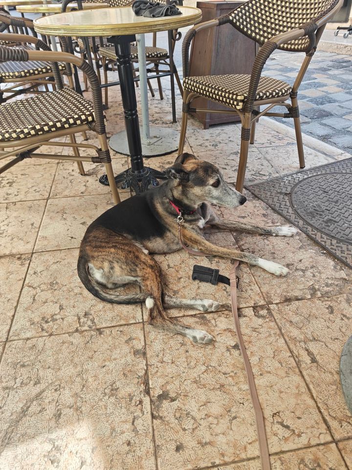 Dog relaxing at a dog-friendly French café