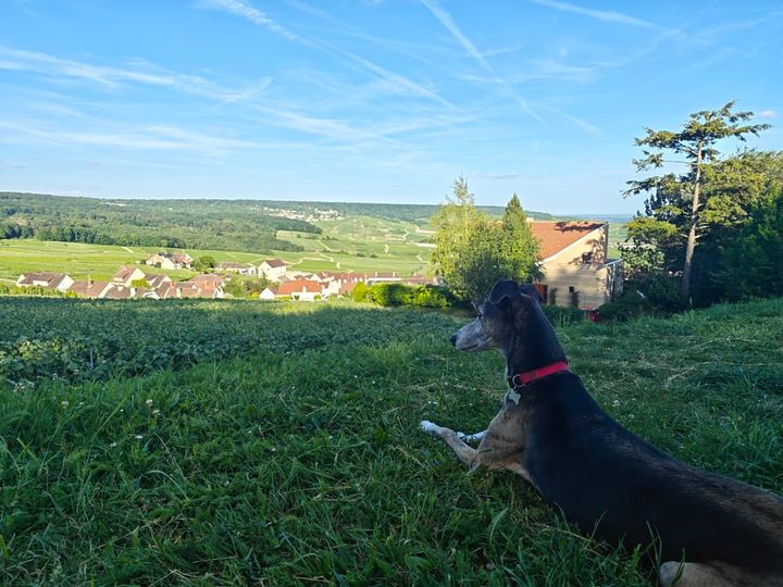 Our dog Dexter on a France road trip