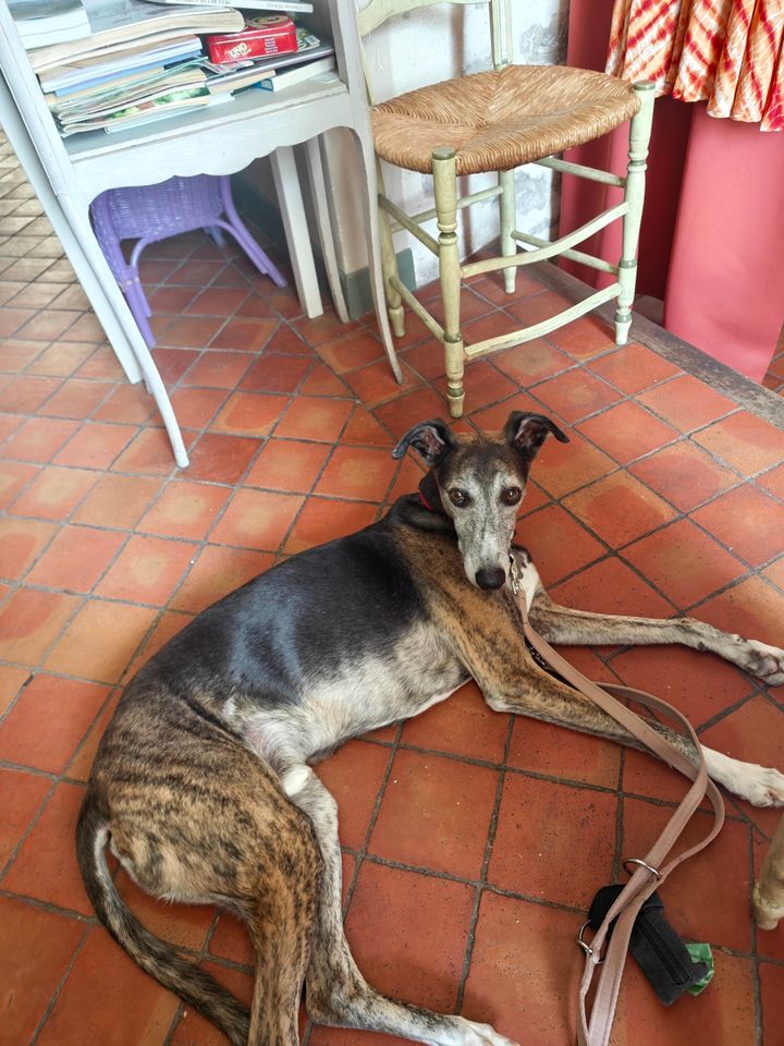 Whippet lying on terracotta tiles inside a dog-friendly salon de thé in France