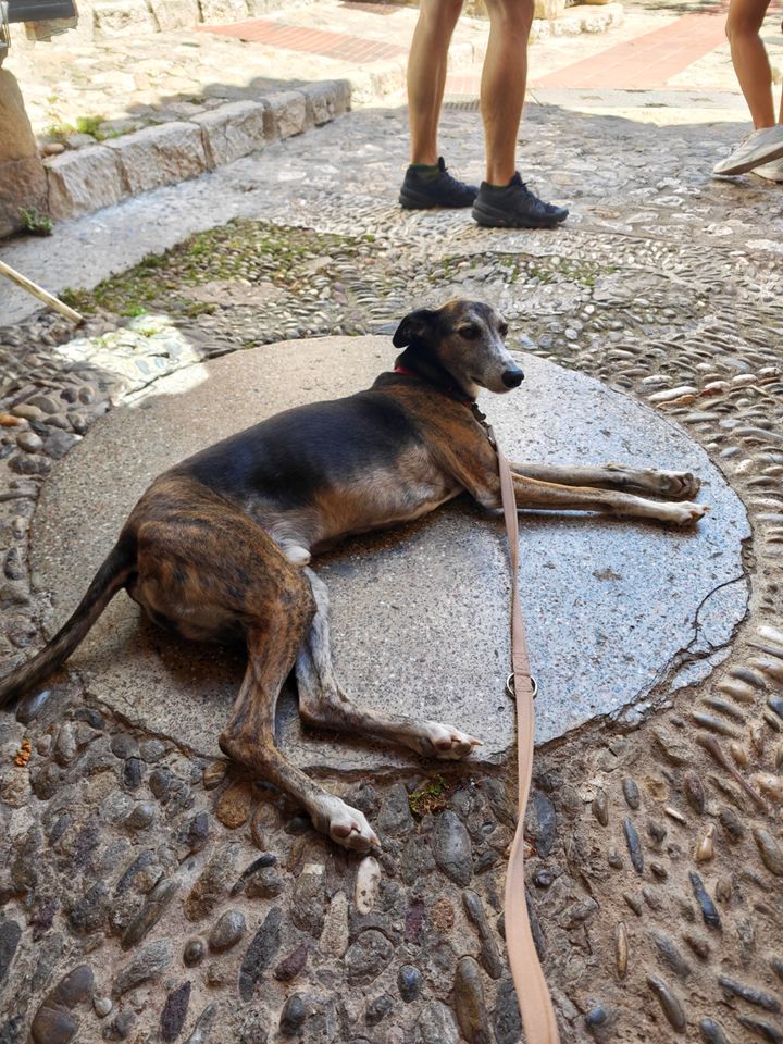 Whippet stretched out on cool stone paving at a shaded courtyard restaurant in France