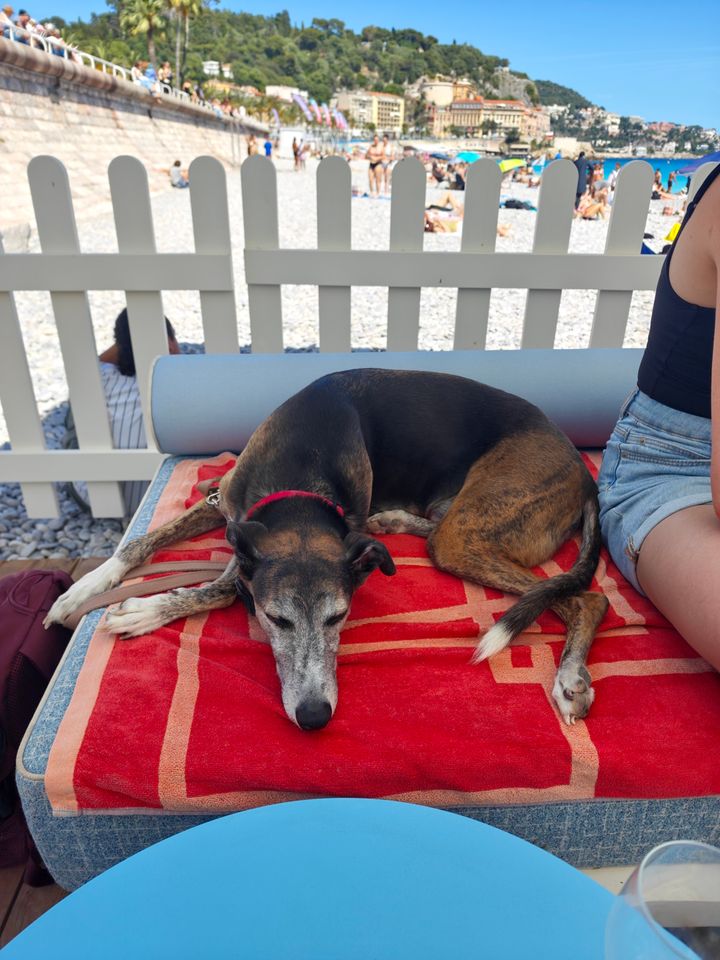 Whippet asleep on a sunbed at a dog-friendly beach club in Nice