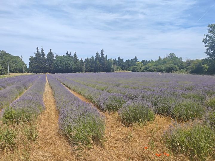 Lavender fields in Provence